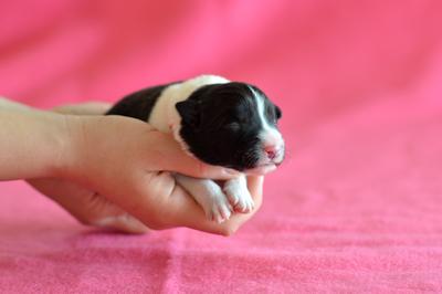 Orange girl - 3 days old