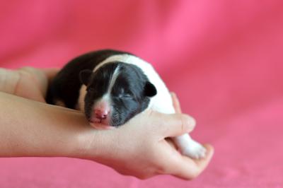 Orange girl - 3 days old