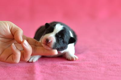 Pink girl - 3 days old