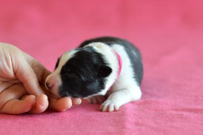 Pink girl - 3 days old