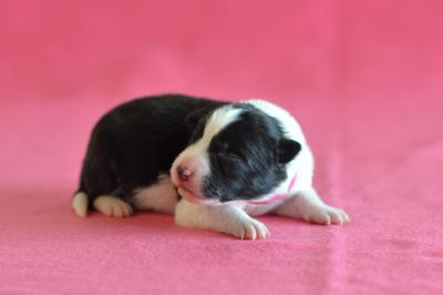 Pink girl - 3 days old