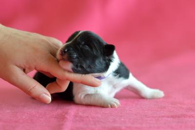 Purple girl - 3 days old