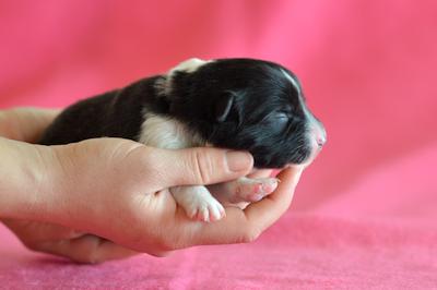 Purple girl - 3 days old