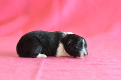 Purple girl - 3 days old