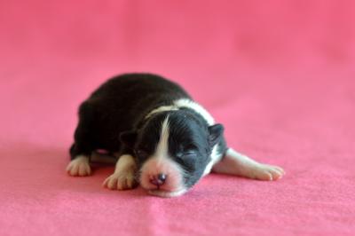 Yellow girl - 3 days old