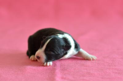 Yellow girl - 3 days old