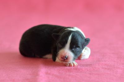 Yellow girl - 3 days old