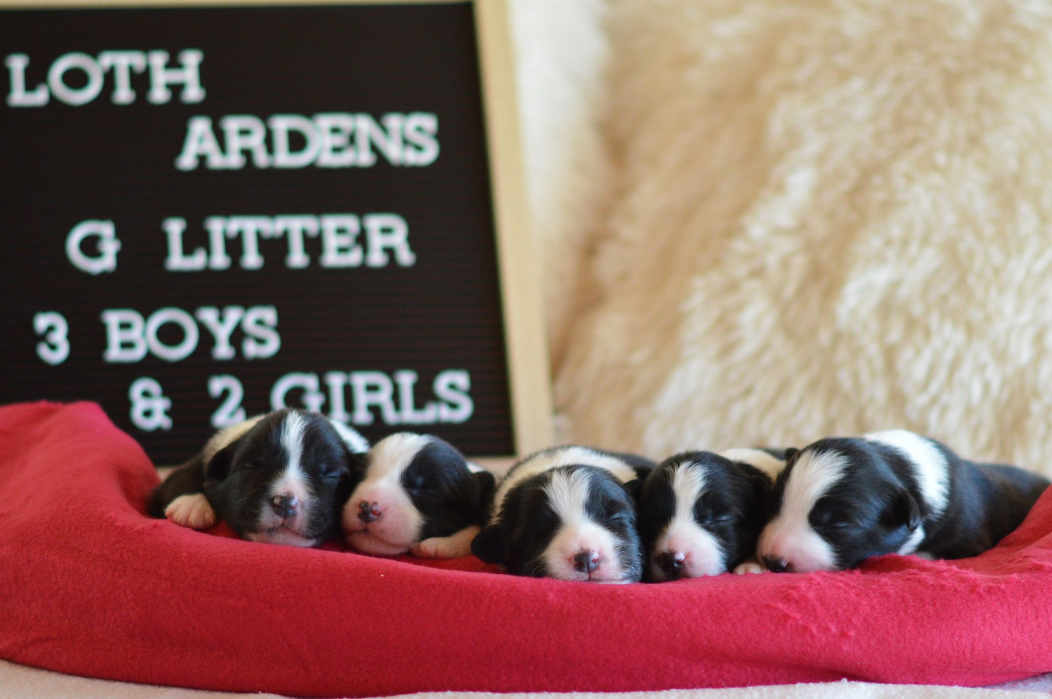 All puppies together - 6 days