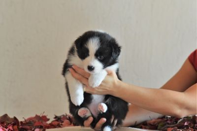 Girl 3 - 4 weeks
