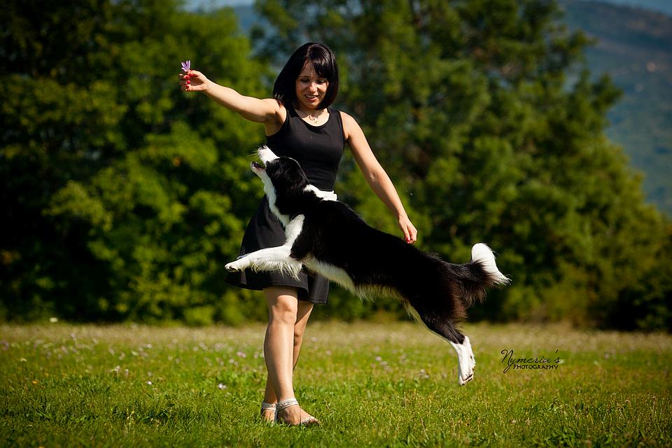 Border Collie Lotta jumping