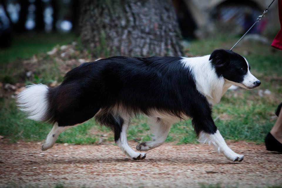Border Collie Lotta in movement