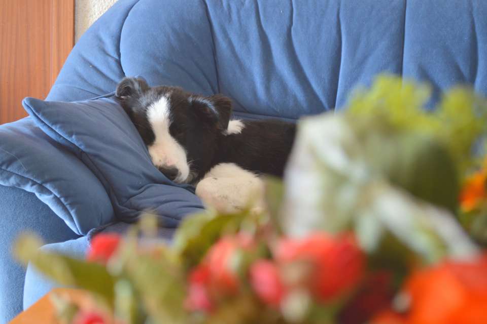 Border Collie Lotta sleeping