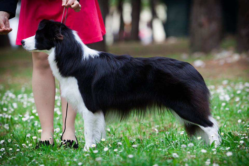 Border Collie Lotta show stance