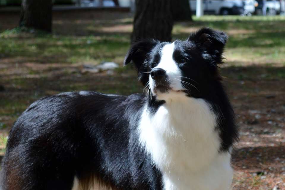 Border Collie Lotta emotions