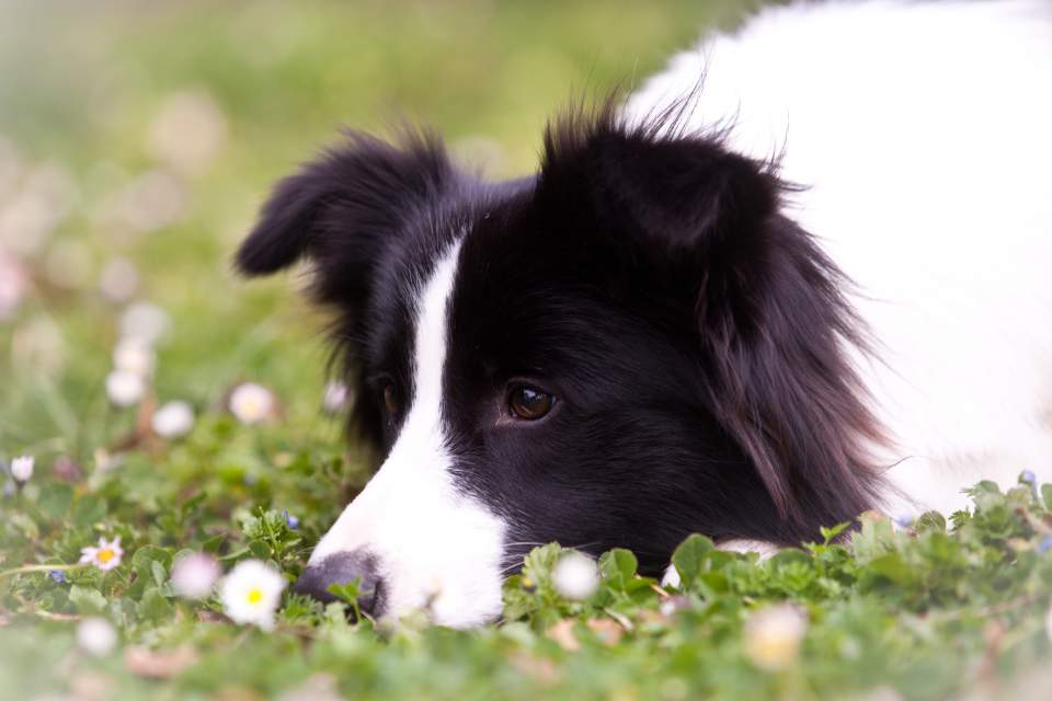 Border Collie Yumi
