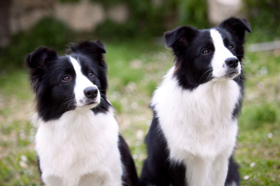 Border Collies Yumi and Lotta
