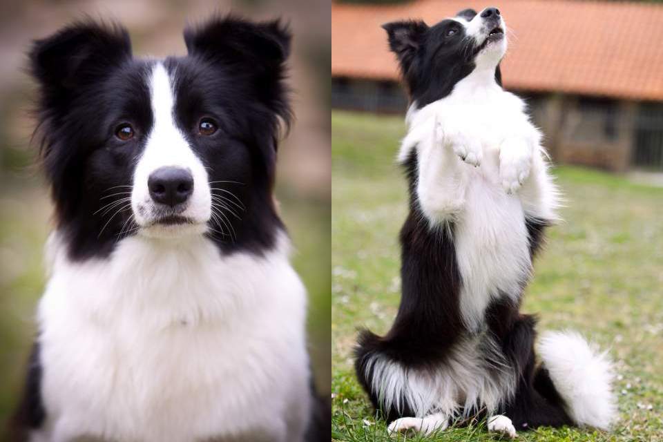 Border Collie Yumi looking good