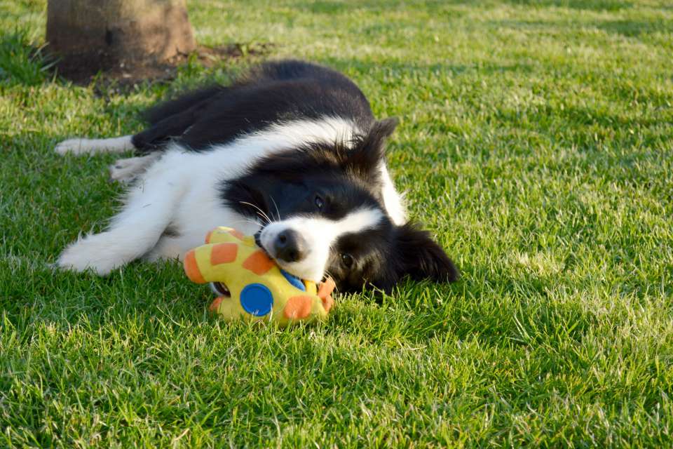 Border Collie Yumi playing